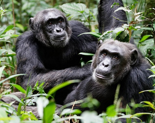Chimpanzee-Trekking-in-Uganda