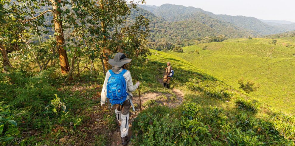 Gorilla-Trekking-in-Uganda_by_Laurence-Norah-3